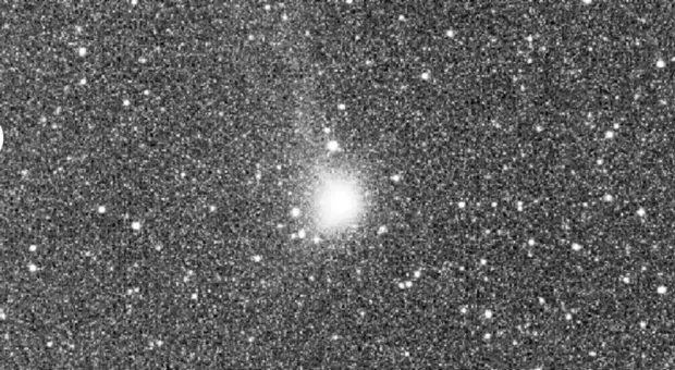 Мировые новости - Не бабочкой единой: что губит деревья Севастополя