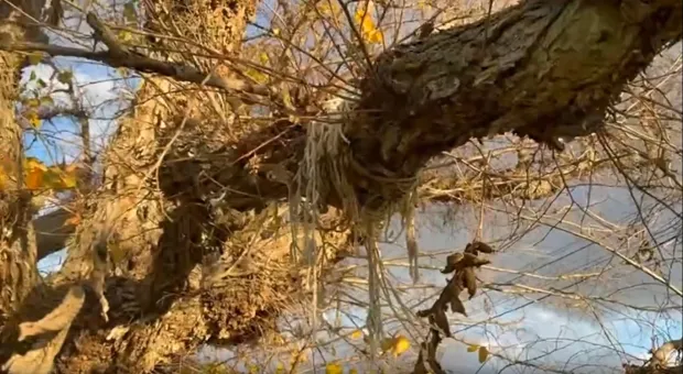 Новости Севастополя - Не туризмом единым: какие заводы строят в Крыму