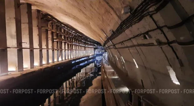 Новости Севастополя - Ночные животные в Севастополе