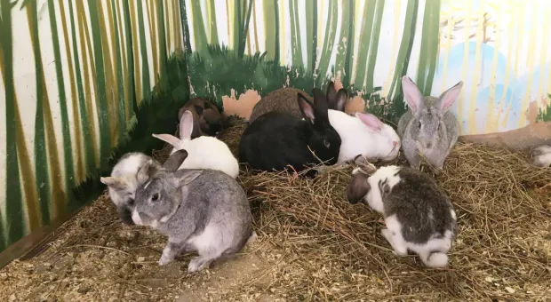 Новости Севастополя - «Не проверила»: после громкого нападения в российской школе задержали охранницу