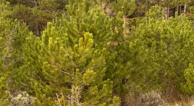 Новости Крыма - 