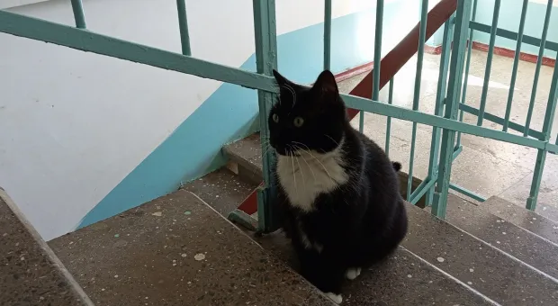 Новости России - В России хотят упростить порядок наказания за жестокость к животным