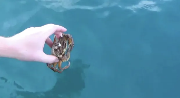 Новости Севастополя - Жители Севастополя вышли с протестом из-за уплотнительной застройки под их окнами