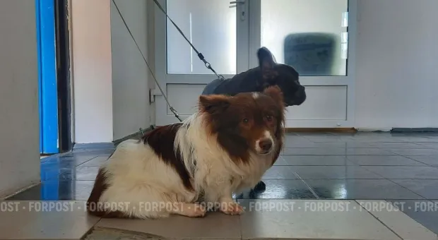 Новости России - Как город диктует моду: названы самые популярные породы собак в 2025 году