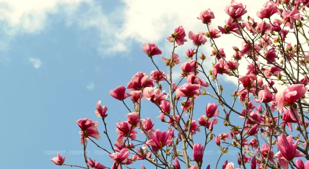 Новости Севастополя - Чиновники и депутаты сравнили свои взгляды на медицину Севастополя 