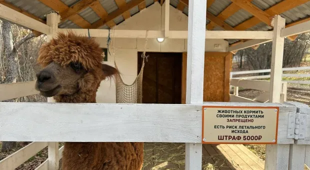 Новости Севастополя - 