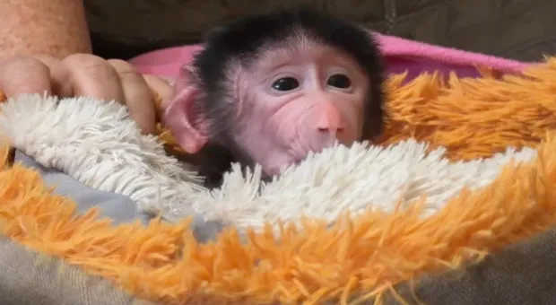 Новости Крыма - 