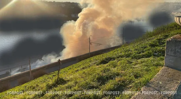 Новости Севастополя - «Пойте, как пионер на стульчике»: три лайфхака, как спасти ёлку и не обидеть кота