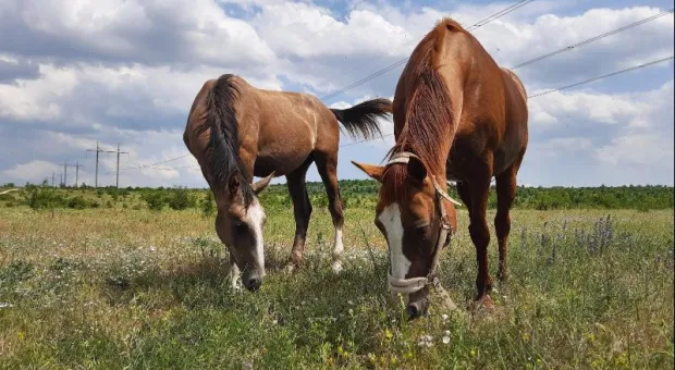 Новости Крыма - 