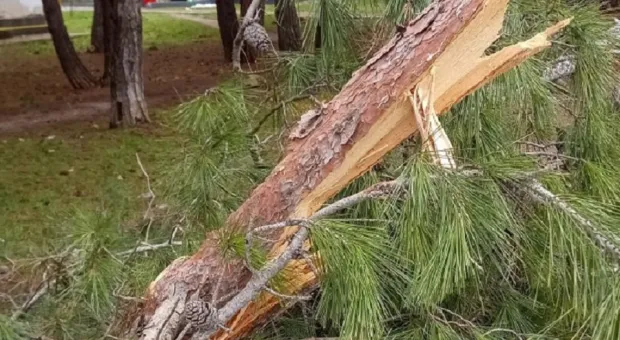 Новости Севастополя - Неизвестные грубо покромсали сосны у проспекта Генерала Острякова