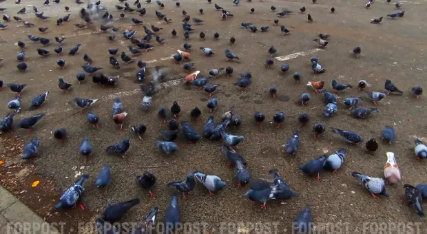 Мировые новости - Симметричное чудо столетия: в январе земляне увидят уникальный парад планет