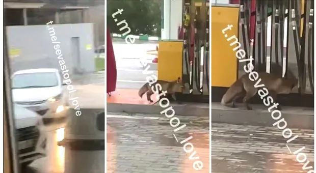 Новости Севастополя - 