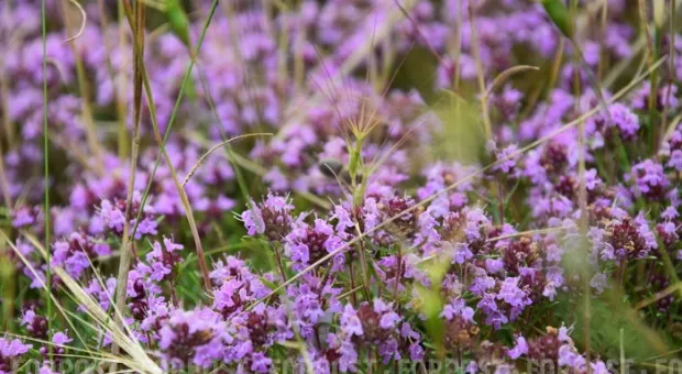 Новости Севастополя - Комитет парламента Севастополя поддержал поправки в Конституцию