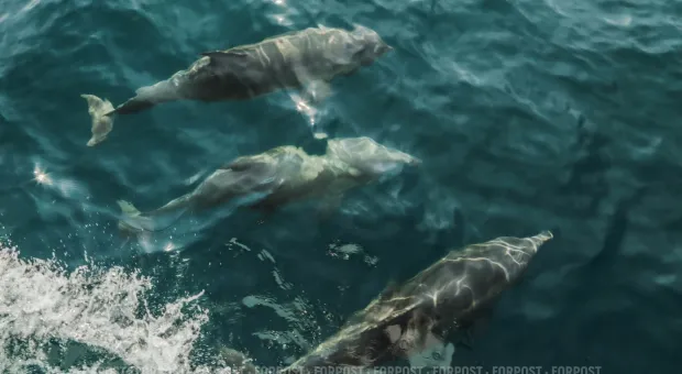 Новости Севастополя - В Севастополе незаконно продавали горючее из войсковой части