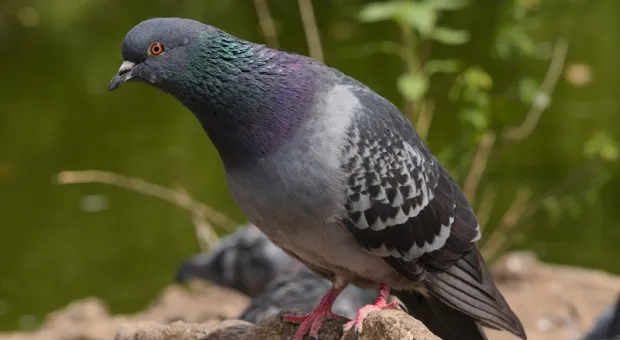 Мировые новости - К контролю за реками Севастополя подключили высокие технологии 