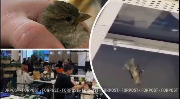 Новости России - 