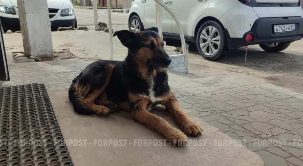 Новости Севастополя - Севастопольским неимущим станет чуть легче жить