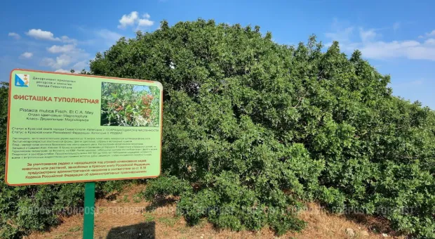 Новости Севастополя - Татьяна Щербакова – о полярных требованиях севастопольцев и депутатской «терапии» 