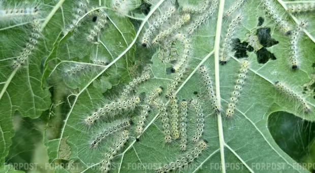 Новости Севастополя - Встреча Нового года в Севастополе обещает быть тёплой 