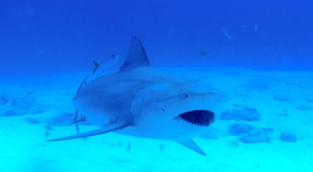 Мировые новости - Единый фасад, разные эпохи: стоит ли Севастополю унифицировать вывески