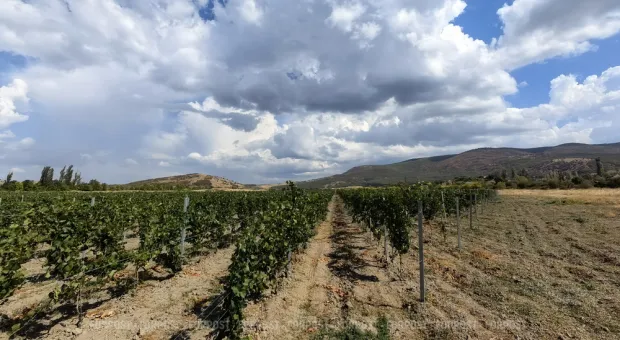 Новости Севастополя - Конкуренция в мясном отделе: почему дешёвая китайская курятина — не всегда подарок