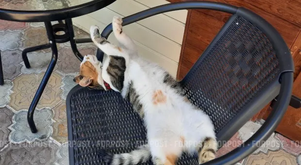 Новости Севастополя - 