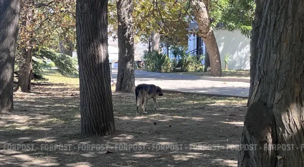 Новости Севастополя - 