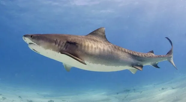 Мировые новости - 