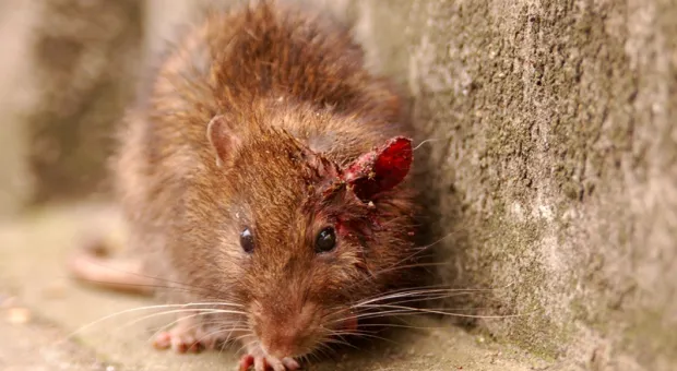 Мировые новости - 