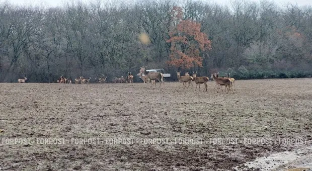 Новости Крыма - 