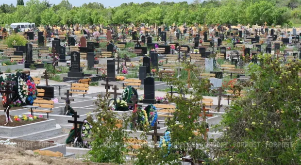 Новости Севастополя - Палка для крапивы, усы кота и осиновый кол. Зачем россиянам нужны странные товары с маркетплейсов