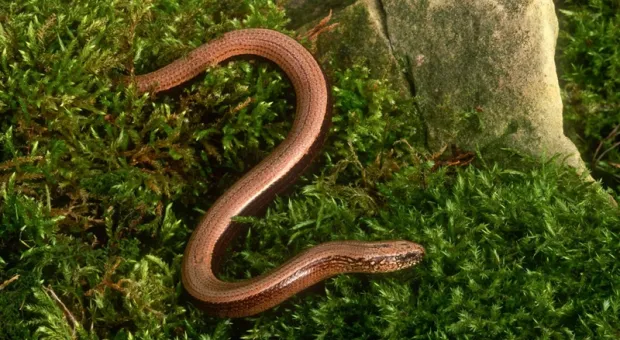 Мировые новости - В Севастополе бетонные укрытия почти полностью зарылись в песок