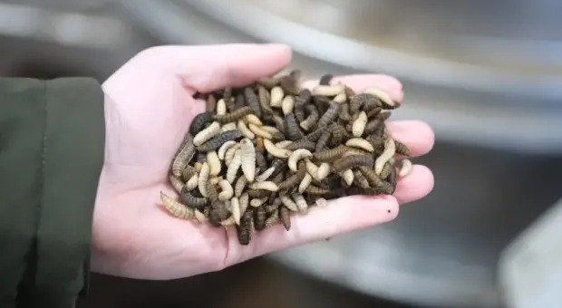 Мировые новости - Жуки-притворяшки и голуби стали проблемой главного художественного музея Севастополя