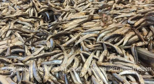 Почему крымская хамса стала мельче