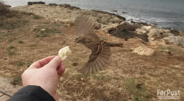 Новости Севастополя - 
