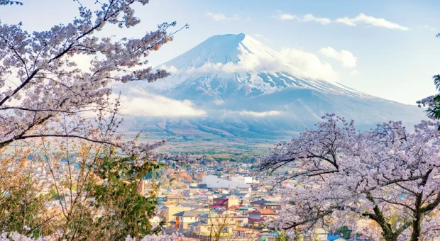 В Японии отменили традиционный фестиваль сакуры из-за гадящих где попало туристов