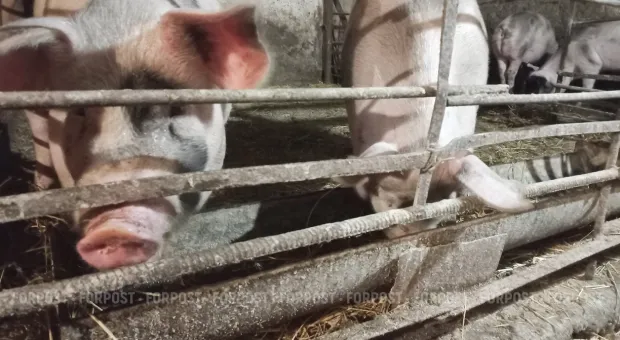 Мировые новости - 