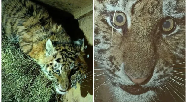 Новости России - 