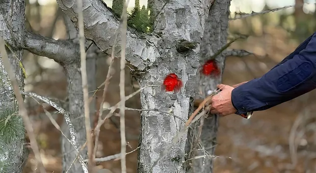 Новости Севастополя - 