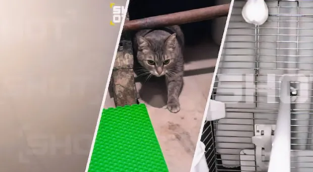 Новости России - 