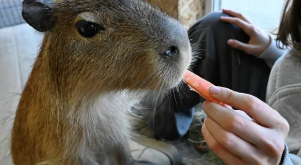 Новости России - 