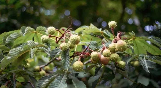 Новости Севастополя - Из Севастополя в Сибирь отправили беглого Ангела