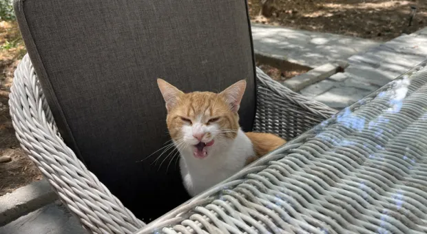 Новости Севастополя - Севсети#839: Будничное варварство, ужасные художества и спасение кота 