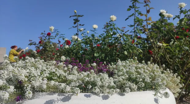 Новости Севастополя - СевСети #834. Кот в голове и Виталий Таганов