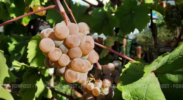 Качаем прессу: Севастопольцы в правительстве и БДСМ для СМИ