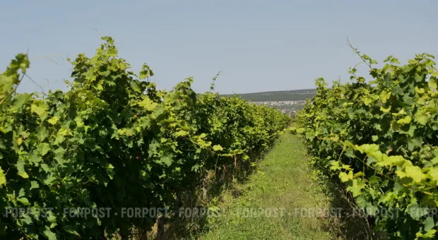 Новости Севастополя - Сбербанк в обход санкций финансирует крупную стройку в Крыму
