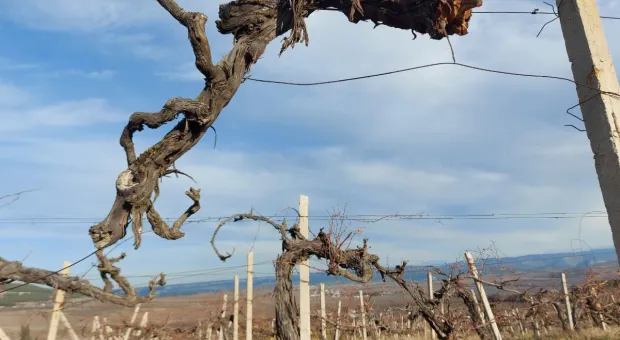 Новости Севастополя - Огурцы по цене мяса: как овощ стал «новым золотом» в российских магазинах