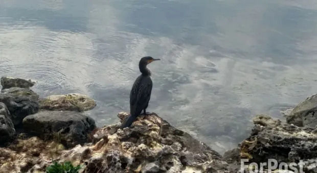 Новости Севастополя - 