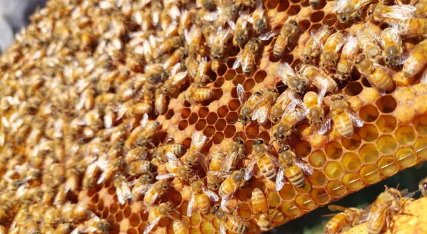 Новости Севастополя - 