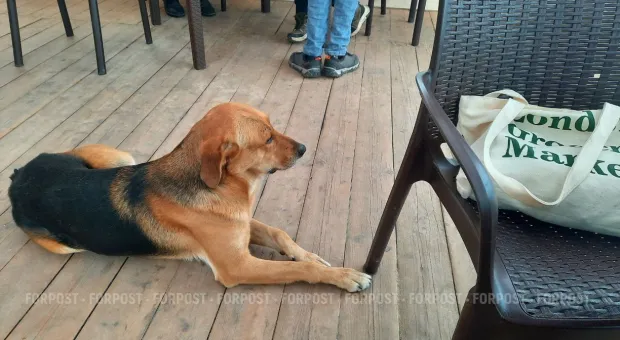 Новости России - 